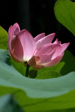 使用数据分析工具